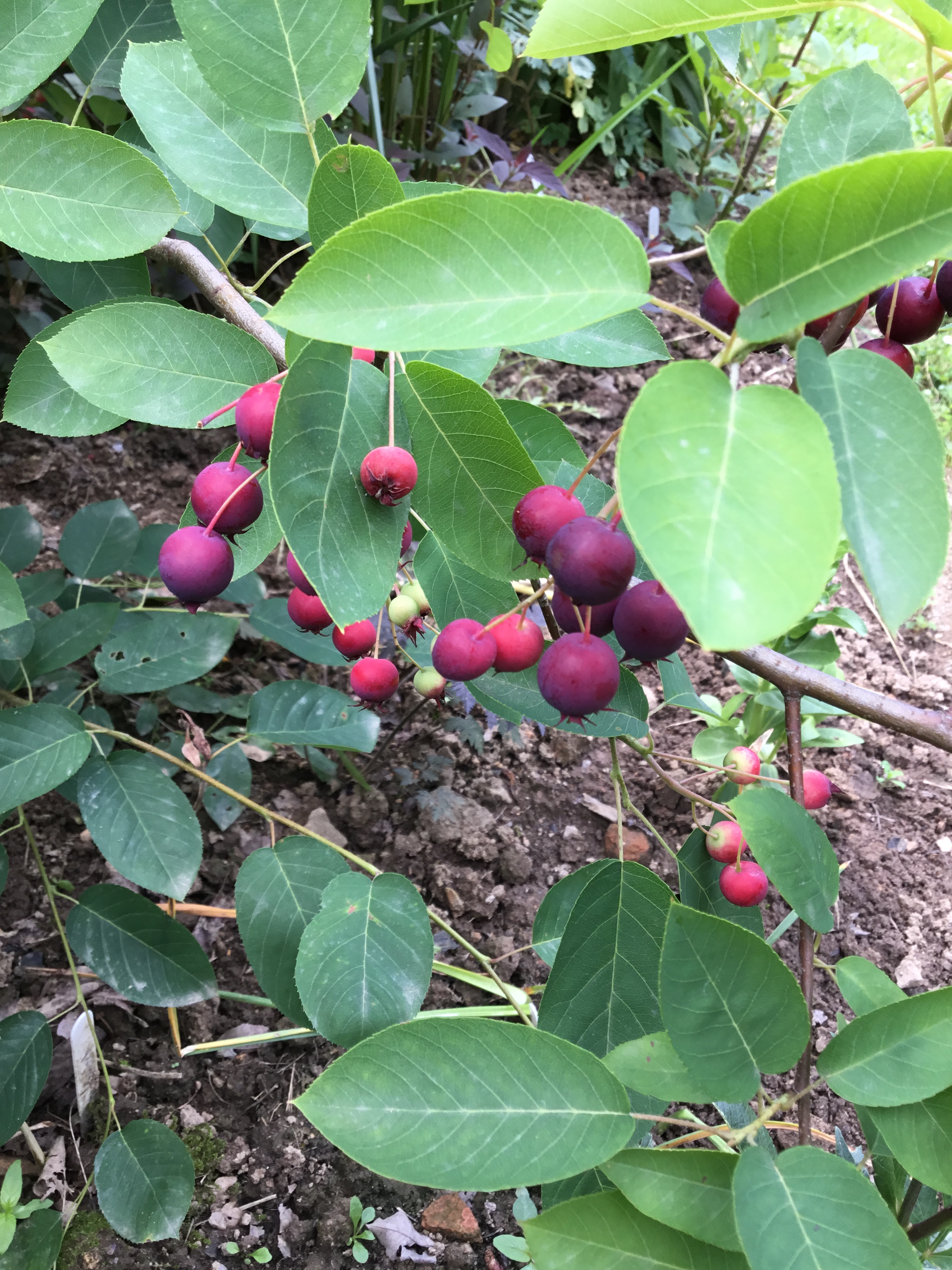 The June Berry – Le Jardin Creatif
